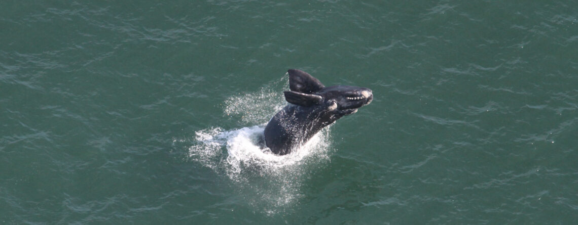 *Porto de Imbituba inicia sua 17ª temporada de monitoramento de cetáceos