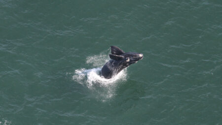 *Porto de Imbituba inicia sua 17ª temporada de monitoramento de cetáceos