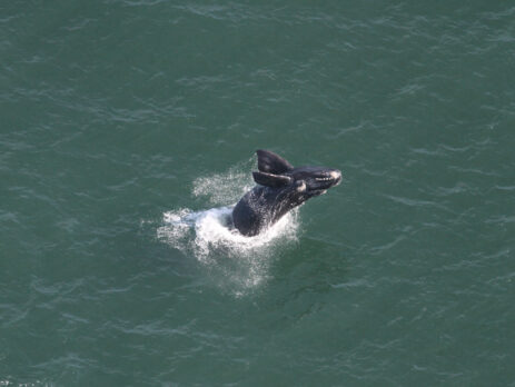 Porto de Imbituba realiza 1º monitoramento aéreo das baleias-francas de 2025
