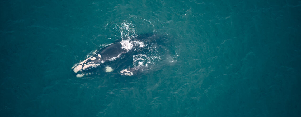 1º Sobrevoo registra aproximadamente 85 baleias-francas na costa catarinense