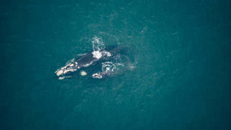 1º Sobrevoo registra aproximadamente 85 baleias-francas na costa catarinense