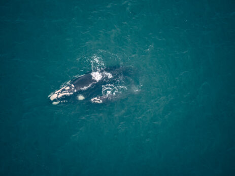 1º Sobrevoo registra aproximadamente 85 baleias-francas na costa catarinense