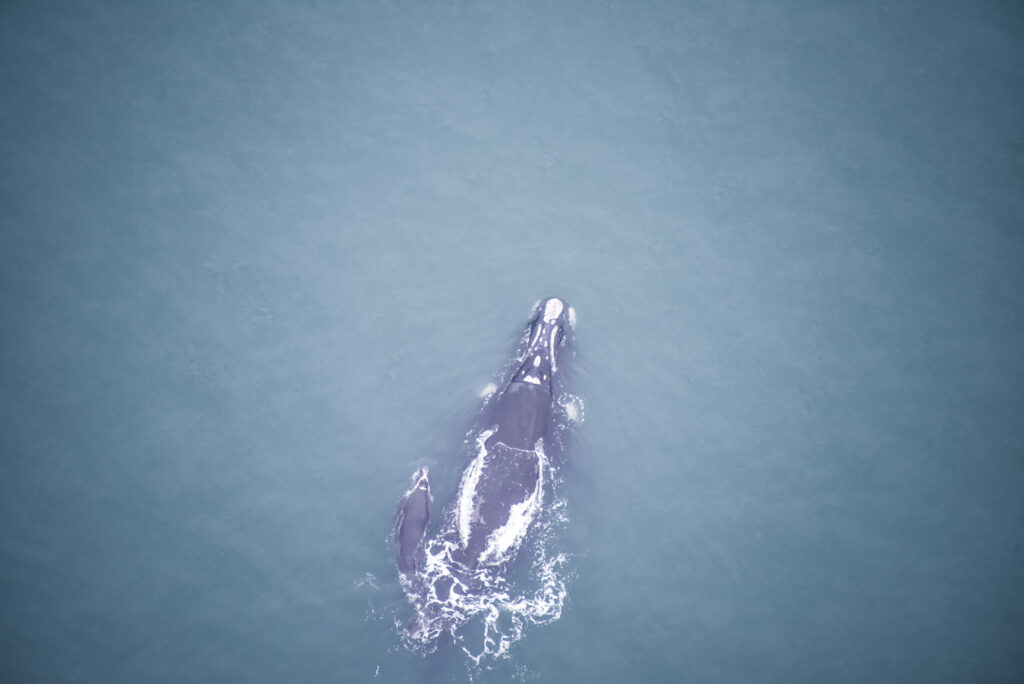 1º Sobrevoo registra aproximadamente 85 baleias-francas na costa catarinense