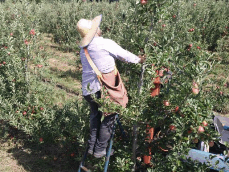 Governo de SC libera Porto de Imbituba para exportações de maçã com despacho aduaneiro em São Joaquim