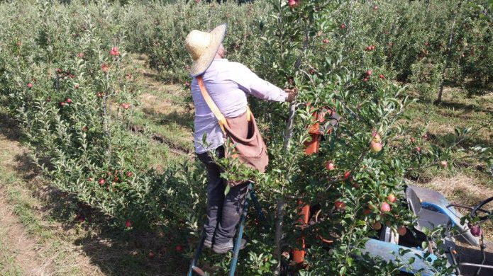 Governo de SC libera Porto de Imbituba para exportações de maçã com despacho aduaneiro em São Joaquim
